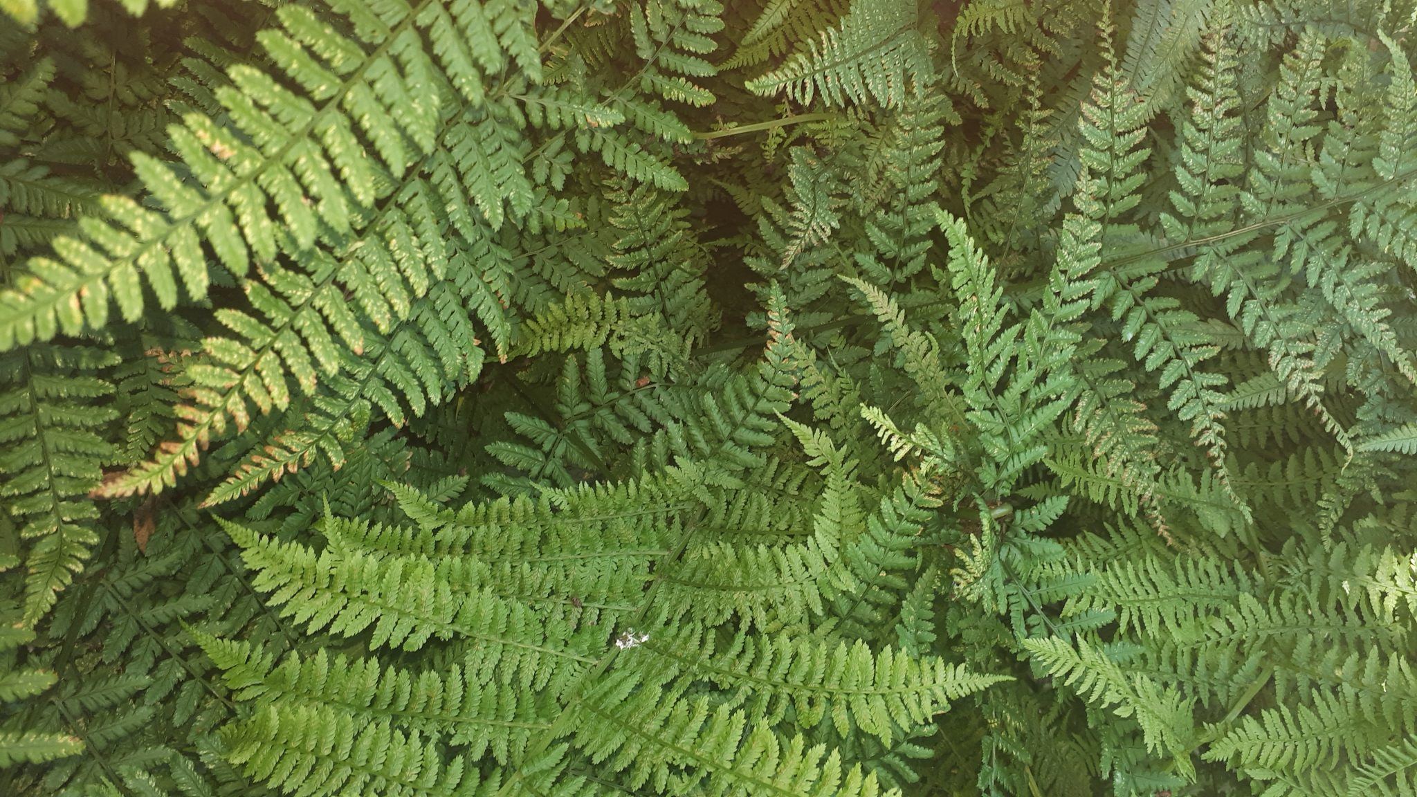 the-lost-words-june-fern-get-out-more